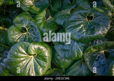 Large round leaves background of leopard plant, tractor seat plant Stock Photo