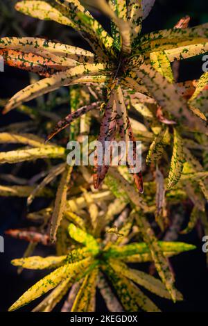 Colorful leaves of Bush on Fire Croton. Green, red, purple and yellow leaves Stock Photo