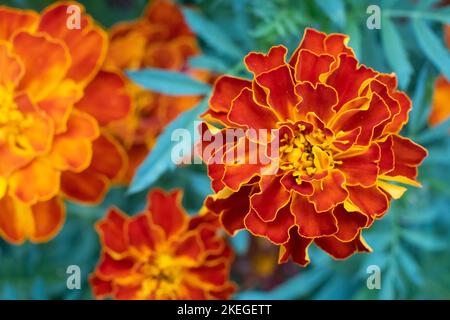 Marigold Red Brocade flower. Mass of red and yellow flowers Stock Photo