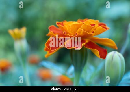 Marigold Red Brocade flower. Mass of red and yellow flowers Stock Photo