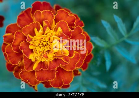 Marigold Red Brocade flower. Mass of red and yellow flowers Stock Photo