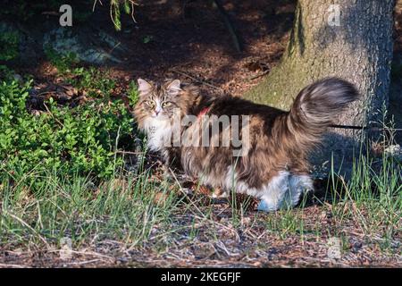 Alvin - Big Siberian cat with long hair in the forest Stock Photo