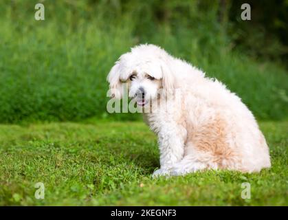 A cute Pomeranian x Poodle mixed breed dog sitting outdoors Stock Photo