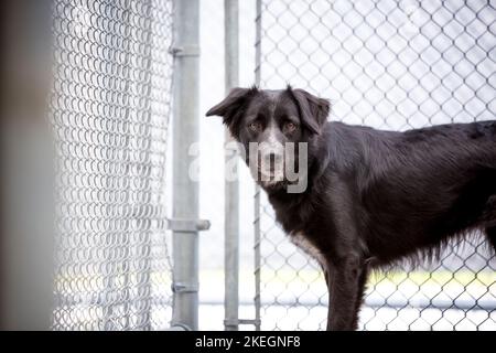 A nervous Border Collie mixed breed dog in an animal shelter kennel Stock Photo
