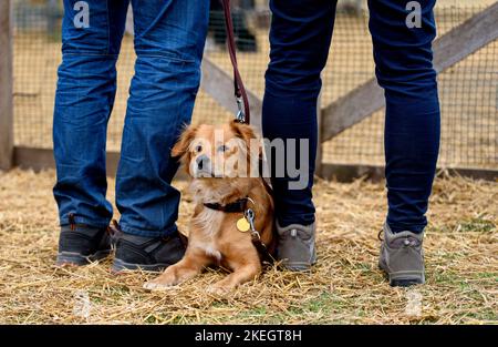 Mixed breed red dog lies on the ground between owners. Stock Photo