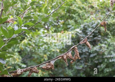 Tree attacked by pests concept - and has dry leaves - green nature background. Stock Photo