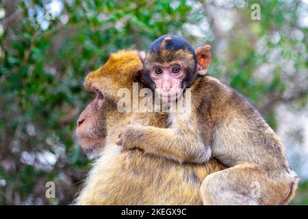 Barbary Macaque mother monkey with an infant on her back at the Apes' Den, Upper Rock Nature Reserve, Gibraltar Stock Photo