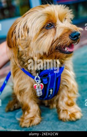 A Yorkshire Terrier is pictured wearing a blue harness, May 5, 2012, in Columbus, Mississippi. Yorkshire Terriers were developed in Yorkshire, England. Stock Photo