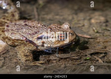 Portrait of a tiny Frog Stock Photo