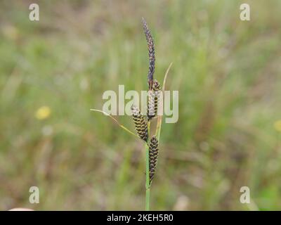 Photos of wildflowers found on wet and marshy ground. Blanket bogs are a common ecosystem in the Welsh environment Stock Photo