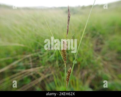 Photos of wildflowers found on wet and marshy ground. Blanket bogs are a common ecosystem in the Welsh environment Stock Photo