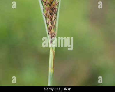 Photos of wildflowers found on wet and marshy ground. Blanket bogs are a common ecosystem in the Welsh environment Stock Photo