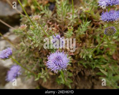 Photos of wildflowers found on wet and marshy ground. Blanket bogs are a common ecosystem in the Welsh environment Stock Photo