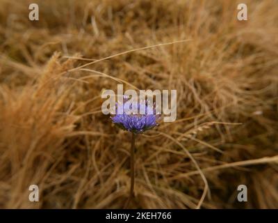 Photos of wildflowers found on wet and marshy ground. Blanket bogs are a common ecosystem in the Welsh environment Stock Photo