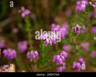 Photos of wildflowers found on wet and marshy ground. Blanket bogs are a common ecosystem in the Welsh environment Stock Photo