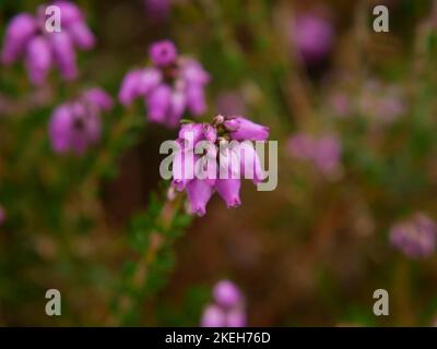 Photos of wildflowers found on wet and marshy ground. Blanket bogs are a common ecosystem in the Welsh environment Stock Photo