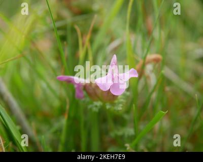 Photos of wildflowers found on wet and marshy ground. Blanket bogs are a common ecosystem in the Welsh environment Stock Photo