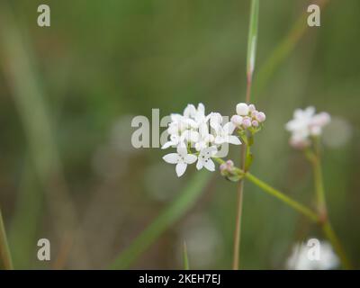 Photos of wildflowers found on wet and marshy ground. Blanket bogs are a common ecosystem in the Welsh environment Stock Photo