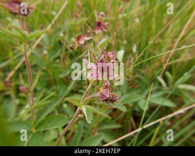 Photos of wildflowers found on wet and marshy ground. Blanket bogs are a common ecosystem in the Welsh environment Stock Photo