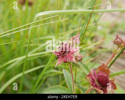 Photos of wildflowers found on wet and marshy ground. Blanket bogs are a common ecosystem in the Welsh environment Stock Photo