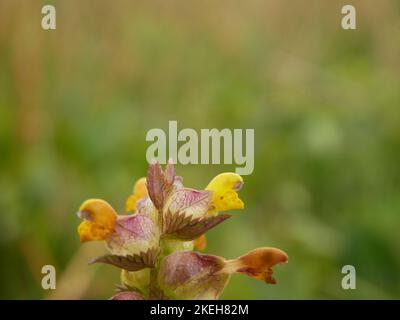 Photos of wildflowers found on wet and marshy ground. Blanket bogs are a common ecosystem in the Welsh environment Stock Photo