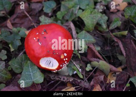 Fly agaric (Amanita muscaria) Stock Photo