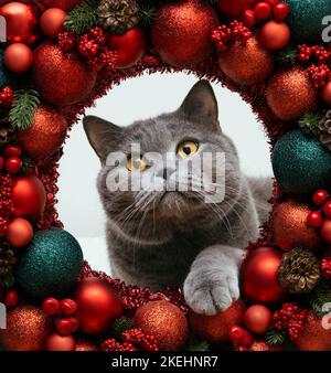 British cat peeks out of a round hole of Christmas red baubles.. Cute grey cat in a Christmas wreath or frame. New Year greeting card. Symbol of the y Stock Photo