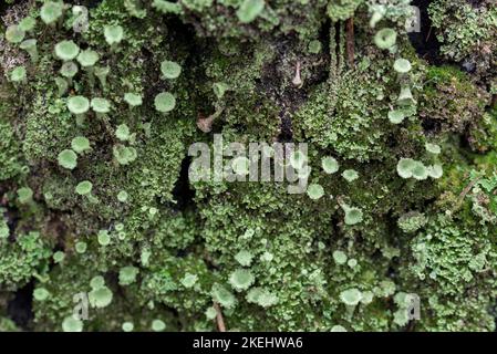 green cladonia lichenized fungi on tree closeup selective focus Stock Photo