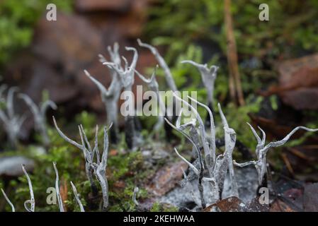 Xylaria hypoxylon, candlestick fungus, carbon antlers closeup selective focus Stock Photo