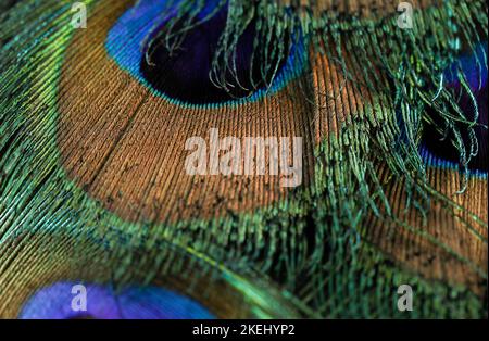 Beautiful peacock feather closeup. feather isolated. single feather macro. Stock Photo