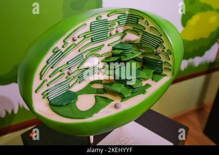 26 July 2022, Munster, Germany: Model and layout of chloroplasts in a plant biological cell at the Museum of Natural History Stock Photo