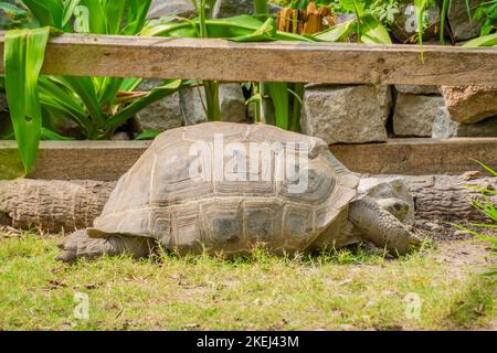 The photo is taken in the daylight with beautiful green background with a nice rocky texture pattern on the body. Stock Photo