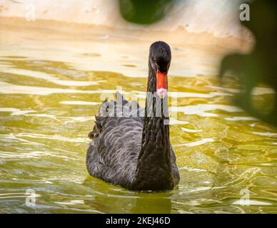 Front view of a black swan (scientific name: Cygnus atratus) swimming in a pool. Closeup shot taken in the day time with selective focus. Stock Photo