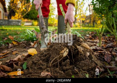 Woman digging up dahlia plant tubers using pitchfork, preparing them for winter storage. Autumn gardening jobs. Overwintering dahlia tubers. Lifting d Stock Photo