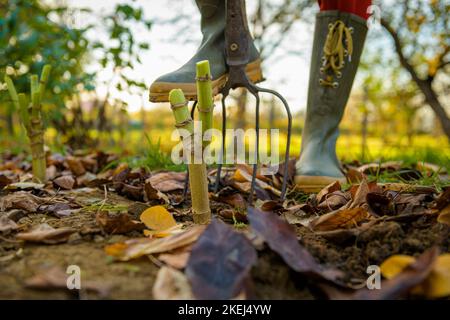 Woman digging up dahlia plant tubers using pitchfork, preparing them for winter storage. Autumn gardening jobs. Overwintering dahlia tubers. Lifting d Stock Photo