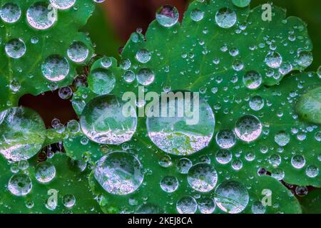 Dew drops on a green leaf, water drops Stock Photo