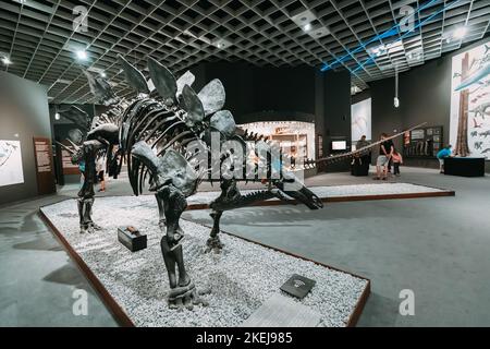 26 July 2022, Munster Natural History Museum, Germany: Exhibition of terrifying Stegosaurus dinosaur skeletons of the Jurassic and Cretaceous Period Stock Photo