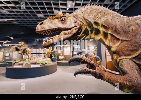 26 July 2022, Munster Natural History Museum, Germany: Allosaurus dinosaur model at the Natural History Museum Stock Photo