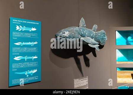 26 July 2022, Munster Natural History Museum, Germany: The model of actinopterygii ray-finned fish - as the ancestor of amphibians and all terrestrial Stock Photo