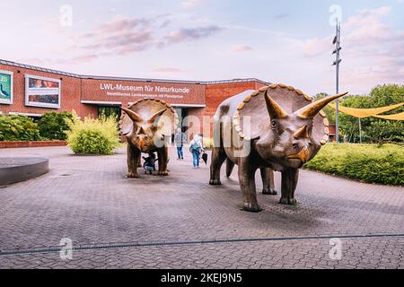 26 July 2022, Munster, Germany: Triceratops statues meeting visitors at the entrance to the LWL Natural History Museum and Planetarium. Attraction and Stock Photo