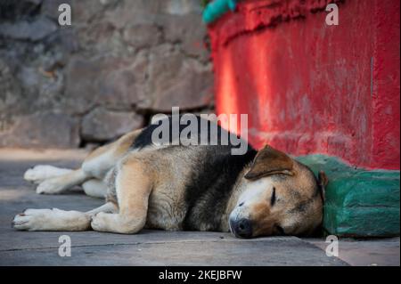 Stray dog sleeping on the street of Kathmandu, Nepal Stock Photo