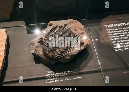 26 July 2022, Munster, Germany: Fossilized remains of an ancient arthropod - trilobite on display at the Museum of Natural History Stock Photo