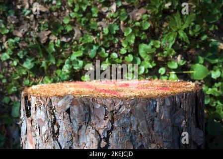 Pine tree stump against green leaves Stock Photo