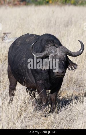 Cape buffalo (Syncerus caffer), adult male in tall dry grass, eye contact, Mahango Core Area, Bwabwata National Park, Caprivi Strip, Namibia, Africa Stock Photo