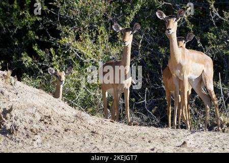 Common impalas (Aepyceros melampus), group of adult females with young male, alert, Mahango Core Area, Bwabwata National Park, Namibia, Africa Stock Photo