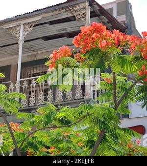 Maputo Tree Flame tree, Maputo, Mozambique, Africa. These trees are known as flame ...