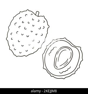 Litchi. Set of vector illustrations in hand drawn style. Coloring poster with fruits. Collection of icons, signs, pins, stickers Stock Vector