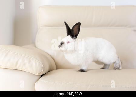 A white rabbit with red eyes and black ears sits on a white leather sofa Stock Photo