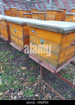 Hives for bees on the territory of a country house. High quality photo Stock Photo