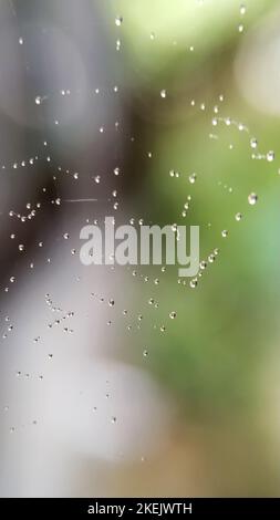 A vertical closeup of raindrops on a spider net Stock Photo